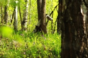 весенний лес - 2.jpg title=